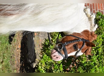 Mini Shetland Pony, Stallion, 14 years, 8 hh, Pinto
