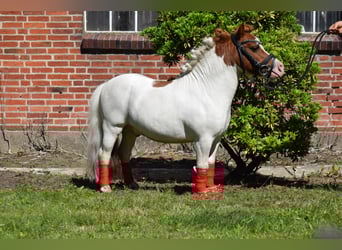 Mini Shetland Pony, Stallion, 14 years, 8 hh, Pinto