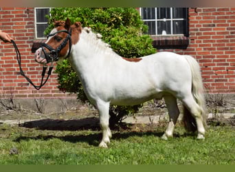 Mini Shetland Pony, Stallion, 14 years, 8 hh, Pinto