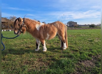 Mini Shetland Pony, Stallion, 6 years, 8,1 hh, Pinto