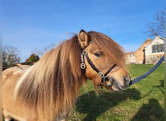 Mini Shetland Pony, Stallion, 6 years, 8,1 hh, Pinto