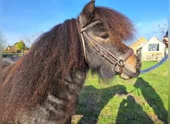 Mini Shetland Pony, Stallion, 6 years, 8,2 hh, Roan-Bay
