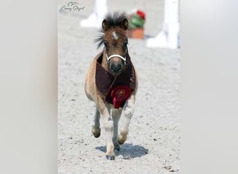 Mini Shetland Pony, Stallion, 6 years, 8,2 hh, Roan-Bay