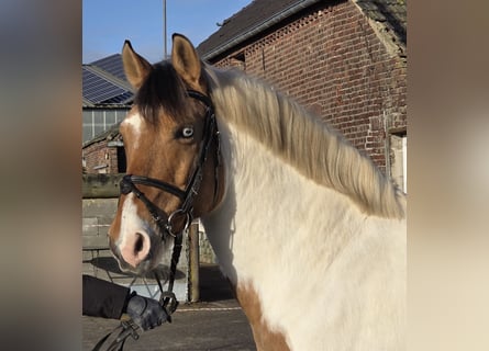 More ponies/small horses, Gelding, 7 years, 14,3 hh, Pinto