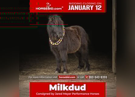 More ponies/small horses, Gelding, 7 years, 9,1 hh, Black