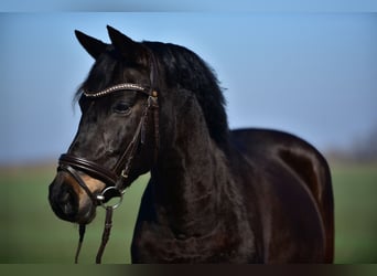 More ponies/small horses, Mare, 8 years, 15,1 hh, Brown