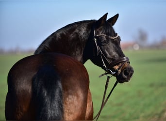 More ponies/small horses, Mare, 8 years, 15,1 hh, Brown