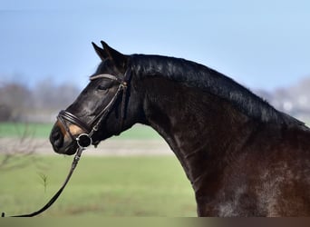 More ponies/small horses, Mare, 8 years, 15,1 hh, Brown