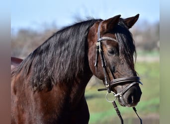 More ponies/small horses, Mare, 8 years, 15,1 hh, Chestnut-Red