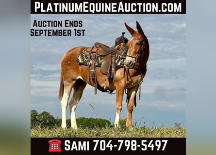 Mule, Gelding, 14 years, 15 hh, Chestnut