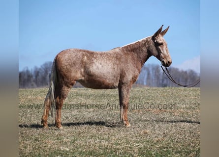Mule, Gelding, 9 years, 15,1 hh, Palomino