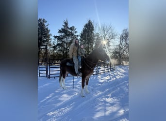 Mule, Mare, 10 years, 15 hh, Sorrel