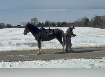 Mule, Mare, 10 years, 15 hh, Sorrel