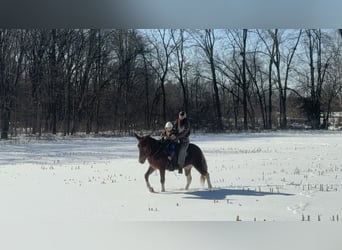 Mule, Mare, 10 years, 15 hh, Sorrel