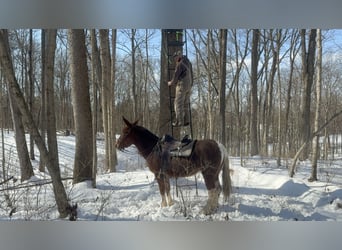 Mule, Mare, 10 years, 15 hh, Sorrel