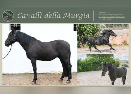 Murgese, Gelding, 4 years, 15,1 hh, Black