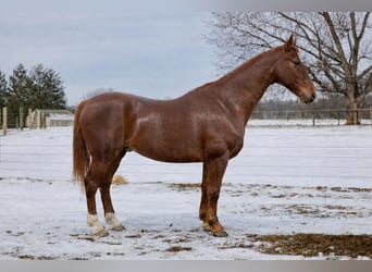 Oldenburg Mix, Gelding, 11 years, 15,3 hh, Sorrel
