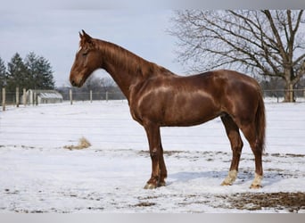Oldenburg Mix, Gelding, 11 years, 15,3 hh, Sorrel