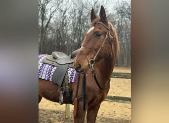 Oldenburg Mix, Gelding, 11 years, 15,3 hh, Sorrel