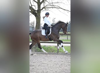 Oldenburg, Gelding, 4 years, 17 hh, Bay-Dark