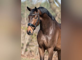 Oldenburg, Gelding, 4 years, 17 hh, Bay-Dark