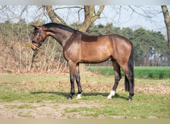 Oldenburg, Gelding, 4 years, 17 hh, Bay-Dark
