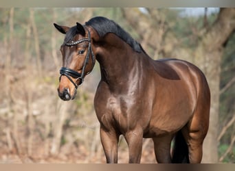 Oldenburg, Gelding, 4 years, 17 hh, Bay-Dark