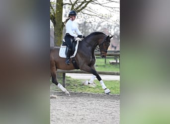 Oldenburg, Gelding, 4 years, 17 hh, Bay-Dark