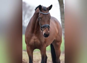 Oldenburg, Mare, 5 years, 17 hh, Brown