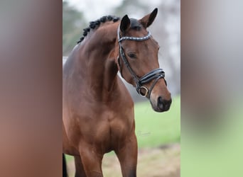 Oldenburg, Mare, 5 years, 17 hh, Brown
