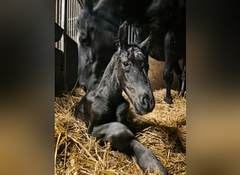 Oldenburg, Mare, Foal (01/2026)