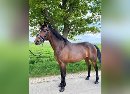 Other Breeds, Mare, 15 years, 14,1 hh, Brown