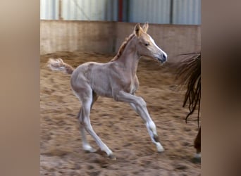 Other Warmbloods, Mare, Foal (02/2026), 16,1 hh, Palomino