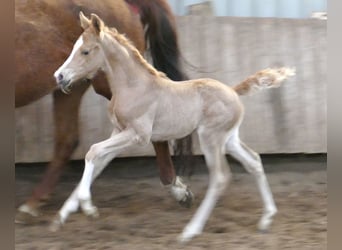 Other Warmbloods, Mare, Foal (02/2026), 16,1 hh, Palomino