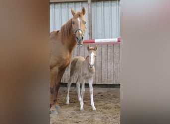 Other Warmbloods, Mare, Foal (02/2026), 16,1 hh, Palomino