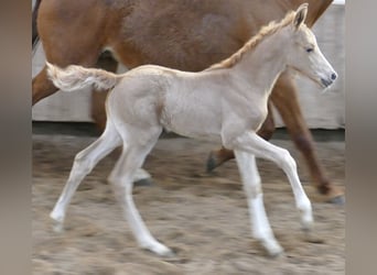 Other Warmbloods, Mare, Foal (02/2026), 16,1 hh, Palomino