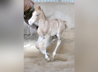 Other Warmbloods, Mare, Foal (02/2026), 16,1 hh, Palomino
