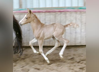 Other Warmbloods, Mare, Foal (02/2026), 16,1 hh, Palomino