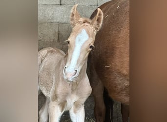 Other Warmbloods, Mare, Foal (02/2026), 16,1 hh, Palomino