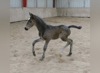 Other Warmbloods, Stallion, Foal (02/2026), 16,2 hh, Smoky-Black