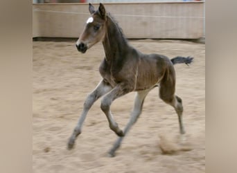 Other Warmbloods, Stallion, Foal (02/2026), 16,2 hh, Smoky-Black