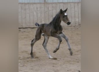 Other Warmbloods, Stallion, Foal (02/2026), 16,2 hh, Smoky-Black