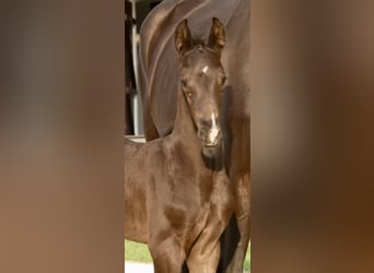 Other Warmbloods, Stallion, Foal (02/2026), Black