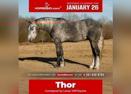 Percheron Mix, Gelding, 5 years, 16,2 hh, Grey