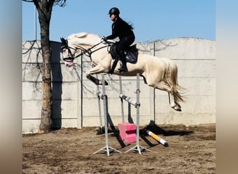 Polish sport horse, Stallion, 10 years, 16,1 hh, Cremello