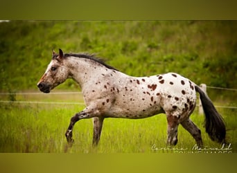 Pony of the Americas, Stallion, 26 years, 13,3 hh, Brown