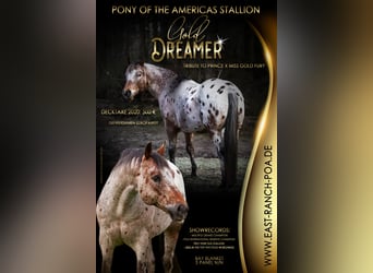 Pony of the Americas, Stallion, 26 years, 13,3 hh, Brown