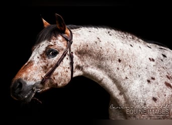Pony of the Americas, Stallion, 26 years, 13,3 hh, Brown