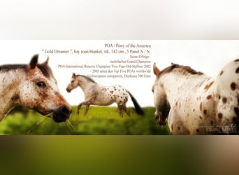 Pony of the Americas, Stallion, 26 years, 13,3 hh, Brown