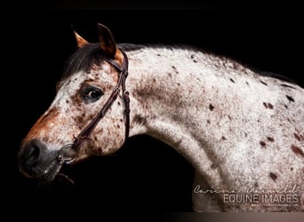 Pony of the Americas, Stallion, 26 years, 13,3 hh, Brown